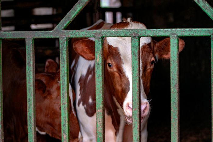 © Sauerlandpics - stock.adobe.com Foto: Kalb hinter Stallgitter