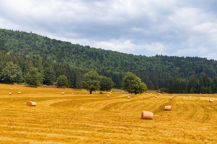Foto: Getreidefeld mit Wald dahinter