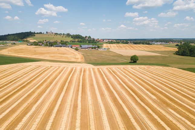 Foto: Getreidefeld